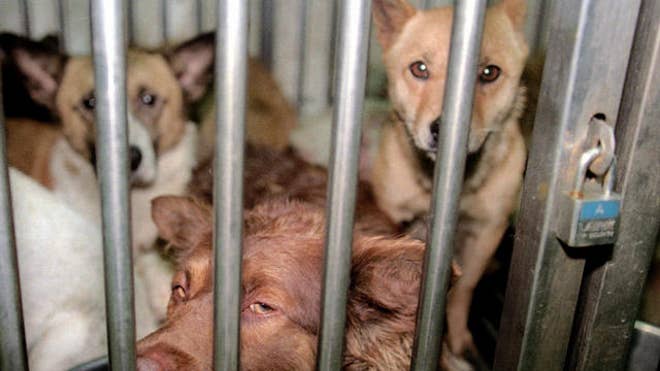 stray dogs latino.jpg